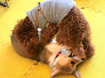 puppytalk-21-1 コーギーを抑え込むトイプー