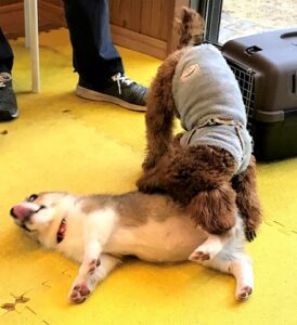 puppytalk-21-2 倒れているコーギーのニオイを嗅ぐトイプー