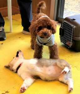 puppytalk-21-3 倒れたコーギーと満足げなトイプー