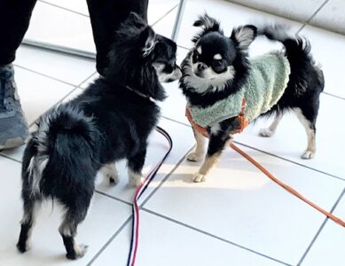 puppytalk-21-4 チワワとポメチワが挨拶中