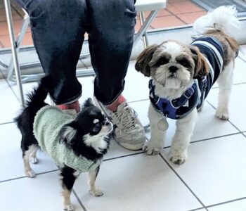 puppytalk-21-5 上を見るシーズとチワワ