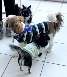 puppytalk-21-6 チワワたちの間にシーズがカットイン!