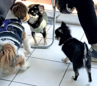 puppytalk-21-7 チワワとシーズの様子を伺うポメチワ