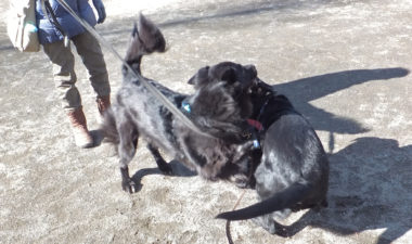 先輩犬に怒られる黒ラブ