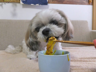 納豆を箸で食べさせてもらうシーズー