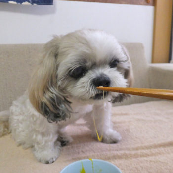 箸を見つめるシーズー