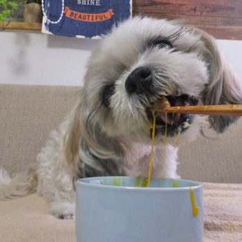 納豆を食べるシーズー
