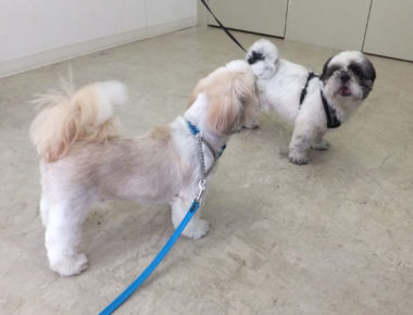 shih-tzu-17-1 シーズー同士、言い合い開始!