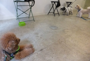 shih-tzu-17-10 シーズーの言い合いを見つめるトイプー