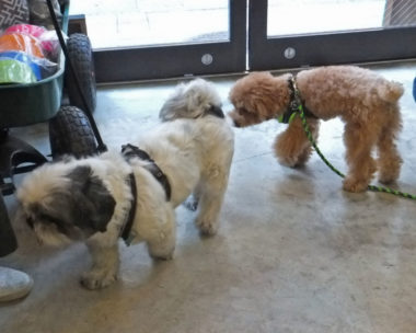 shih-tzu-17-11 シーズーに近づくトイプー