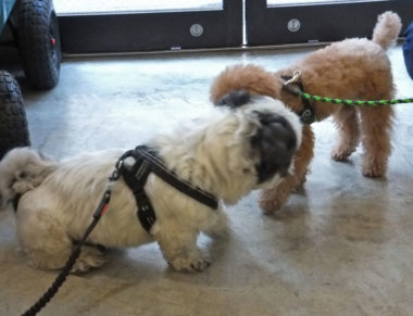 shih-tzu-17-12 会話中のシーズーとトイプー