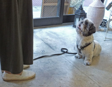 shih-tzu-17-13 オスワリをして、アイコンタクト中のシーズー