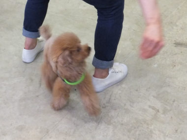 shih-tzu-17-15 足の間を潜るトイプー