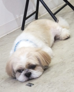 shih-tzu-17-17 グッタリなシーズー