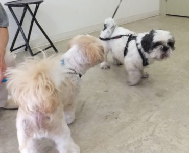 shih-tzu-17-2 一方が攻め立て、一方はやや引き気味