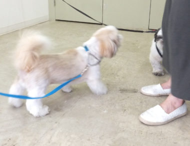 shih-tzu-17-3 劣勢で、人の横に隠れる