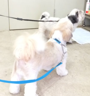 shih-tzu-17-4 顔をそむけて、様子を伺う