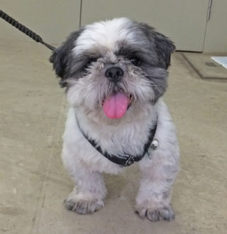 shih-tzu-17-6 注意されていたソル