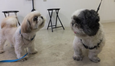 shih-tzu-17-7 言い合い再開