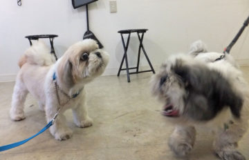 shih-tzu-17-8 やや引き気味... でも、対抗!