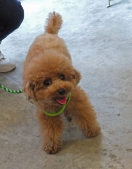 shih-tzu-17-9 トイプ-