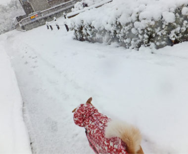 snow-18-2 雪道を散歩中