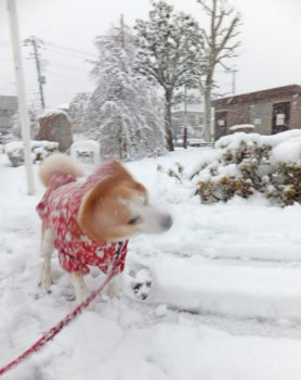 snow-18-3 雪を振り払う