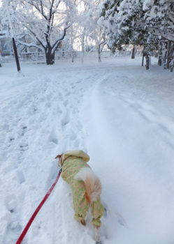 snow-18-5 雪が積もったの公園内を歩く