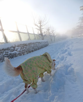 snow-18-6 朝日を浴びながら雪の中を歩く