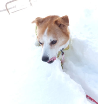snow-18-7 スタック中のひな