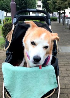 stepbystep-20-1 カートに乗ったひな