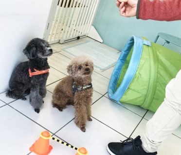 トイプー　ツーショット