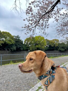 桜と真面目な横顔の茶色の犬