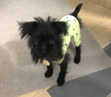 voiceperu-23-1 洋服を着ているグリフォンの子犬