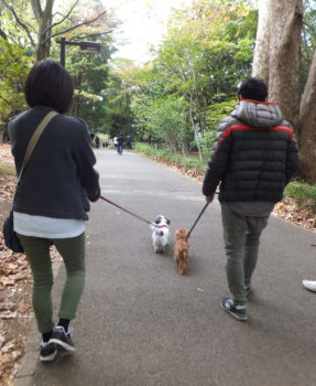 ダックスとシーズーのツーショット