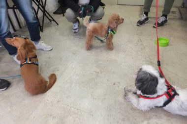 お散歩終了で休憩中
