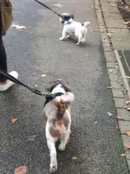 walk9-17-8 競走中のシーズーたち