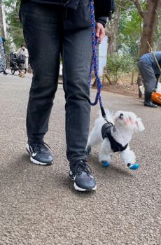 walking-22-12 飼い主さんを見上げて歩くマルチーズ