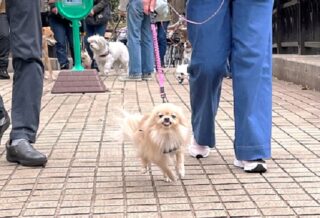 walking-22-14 笑顔で歩くポメラニアン