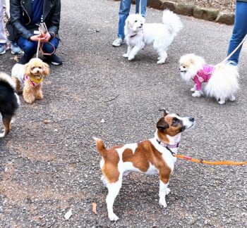 walking-22-15 途中休憩中 近くに犬がいても穏やかにできている
