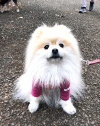 walking-22-5 ポメラニアン