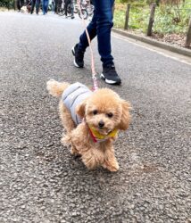 walking-22-6 トイプードル