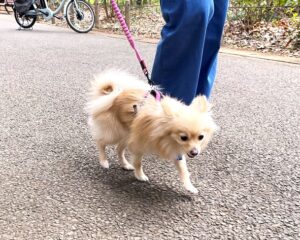 walking-22-7 ポメラニアン