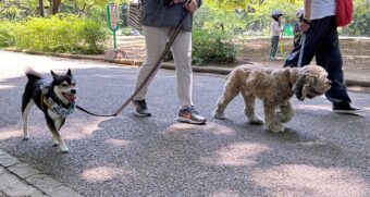 walking-23-13 適度な感覚で歩くシバとアメコカ