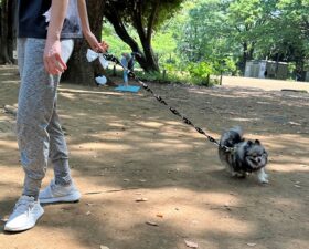 walking-23-9 走りながら回るポメ