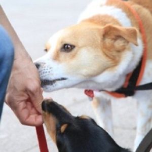 一緒にオヤツをもらう