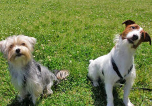 犬の話　サムネイル