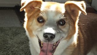 笑顔のひな