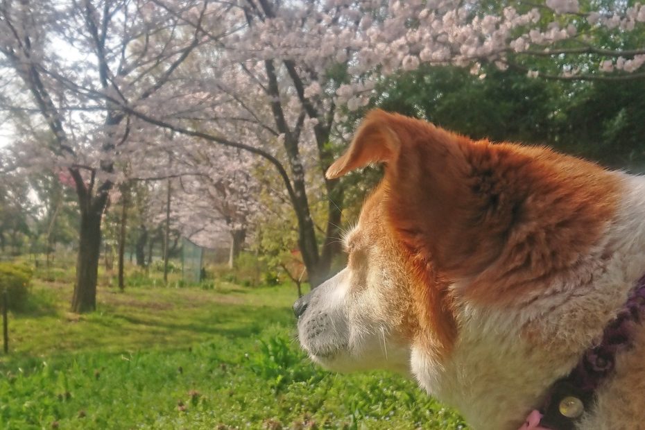 桜とひな