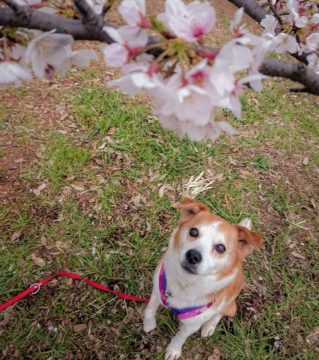 桜越しのひな